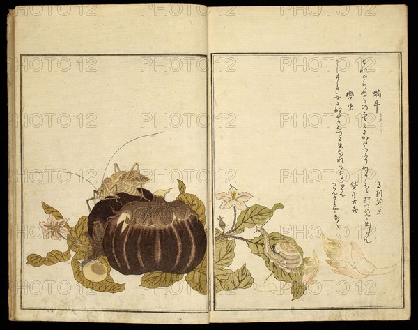 Picture Book: Selected Insects (Ehon mushi erabi), 1788, Kitagawa Utamaro ??? ??, Japanese, 1753 (?)-1806, Japan, Color woodblock printed books, two volumes