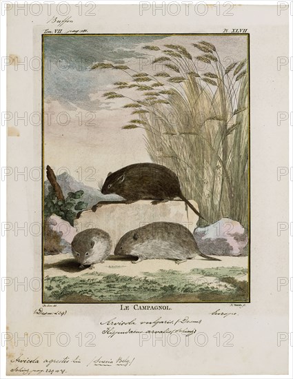 Arvicola agrestis, Print, The water voles are large voles in the genus Arvicola. They are found in both aquatic and dry habitat through Europe and much of northern Asia. A water vole found in Western North America was historically considered a member of this genus, but has been shown to be more closely related to members of the genus Microtus. Head and body lengths are 12–22 cm, tail lengths are 6.5–12.5 cm, and their weights are 70–250 g. The animals may exhibit indeterminate growth. They are thick-furred and have hairy fringes on their feet that improve their swimming ability., 1700-1880