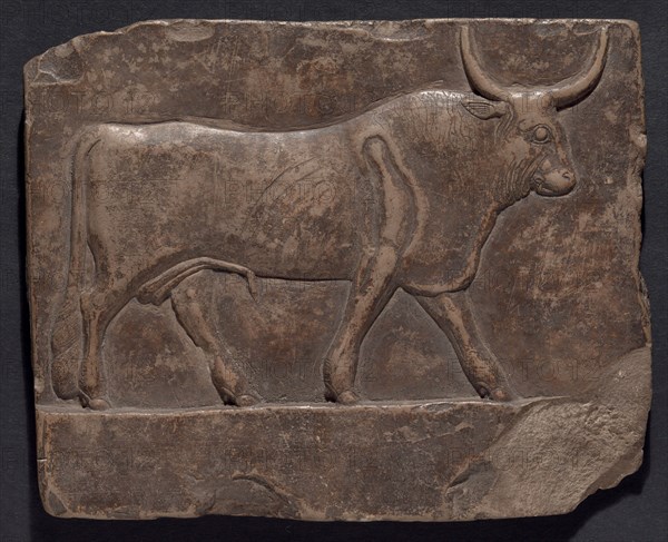 Relief of a Bull, Early Ptolemaic Period, about 300 BC, Egyptian, Egypt, Limestone, 18.1 × 14.6 × 1.6 cm (7 1/8 × 5 3/4 × 5/8 in.)