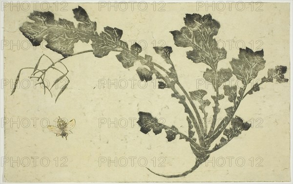 Wasp and turnip stalk, from The Picture Book of Realistic Paintings of Hokusai (Hokusai shashin gafu), c. 1814, Katsushika Hokusai ?? ??, Japanese, 1760-1849, Japan, Color woodblock print, double-page illustration from book
