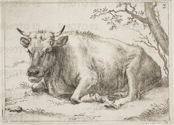 Cow Lying Down Beside a Tree, n.d., Paulus Potter, Dutch, 1625-1654, Holland, Etching on ivory laid paper, 100 x 138 mm (image), 105 x 144 mm (sheet)