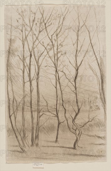 The Dam Wood, 1874/75, James McNeill Whistler, American, 1834-1903, United States, Drypoint in brown ink on off-white wove paper, 174 x 112 mm (plate), 180 x 112 mm (sheet)