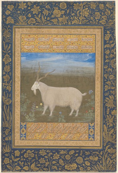 Portrait of a Ladakhi Mountain Goat, Mughal period, about 1600, India, India, Opaque watercolor, ink, and gold on paper, Image: 23.4 x 16.6 cm (9 3/16 x 6 1/2 in.), Outermost Border: 37.9 x 25.6 cm (14 7/8 x 10 1/8 in.), Paper: 37.9 x 25.6 cm (14 7/8 x 10 1/8 in.)