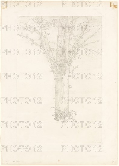 Tree, 1892, Odilon Redon, French, 1840-1916, France, Lithograph on cream China paper, laid down with chine collé on ivory wove paper, 401 × 319 mm (image), 476 × 320 mm (chine), 613 × 431 mm (sheet)