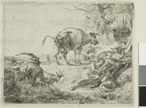 Cow Relieving Itself, 1635/1683, Nicolaes Berchem the Elder, Dutch, 1621/22-1683, Holland, Etching on ivory laid paper, 208 x 263 mm (plate)