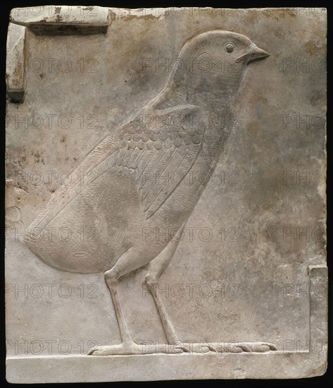 Plaque Depicting a Quail Chick, Ptolemaic Period (332–30 BC), Egyptian, Egypt, Limestone, 12 × 13.2 × 1.3 cm (4 3/4 × 5 1/4 × 1/2 in.)