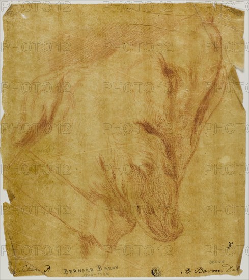 Head of a Dog, n.d., Bernard Baron (French, 1696-1762), after Tiziano Vecellio, called Titian (Italian, c. 1488-1576), Italy, Red chalk on oiled golden-yellow transparentized laid paper, 263 x 235 mm (max.)
