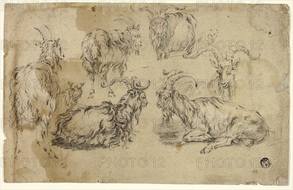 Sketches of Goats, n.d., Johann Gottlieb Hackert, German, 1744-1773, Germany, Charcoal on buff laid paper, 170 x 268 mm
