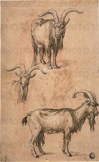 Three Sketches of a Goat (recto) Drapery of Standing Female Figure (verso), c. 1610, Attributed to Abraham Bloemaert (Dutch, 1566-1651), or Philipp Peter Roos (German, 1655/57-1706), Netherlands, Pen and brown ink with brush and brown wash, heightened with lead white (partly discolored), over traces of black chalk, on pink tinted laid paper (recto) Red chalk heightened with touches of white chalk, on cream laid paper (verso), 263 x 161 mm
