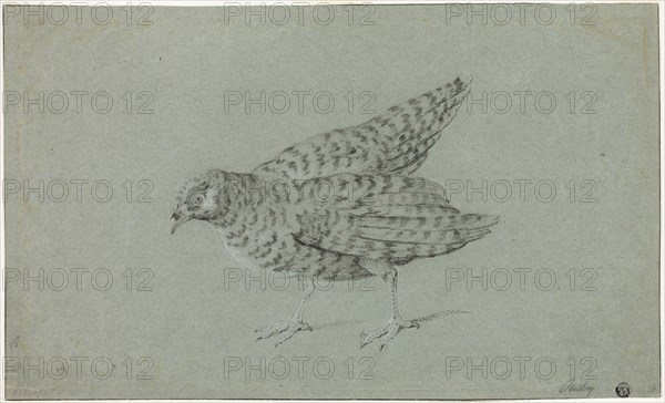 Partridge, n.d., Jean-Baptiste Oudry, French, 1686-1755, France, Black chalk, heightened with white chalk, on blue laid paper, 260 × 432 mm