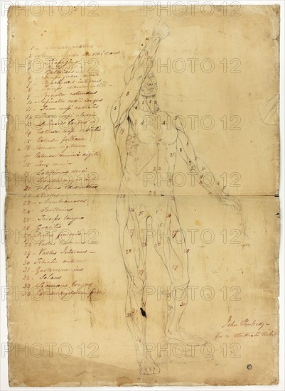 Male Ecorché, c. 1810, John Partridge, English, born Scotland, 1790-1872, England, Black chalk, with red ink inscriptions, on cream wove paper, prepared with a reddish-brown wash, 680 × 487 mm