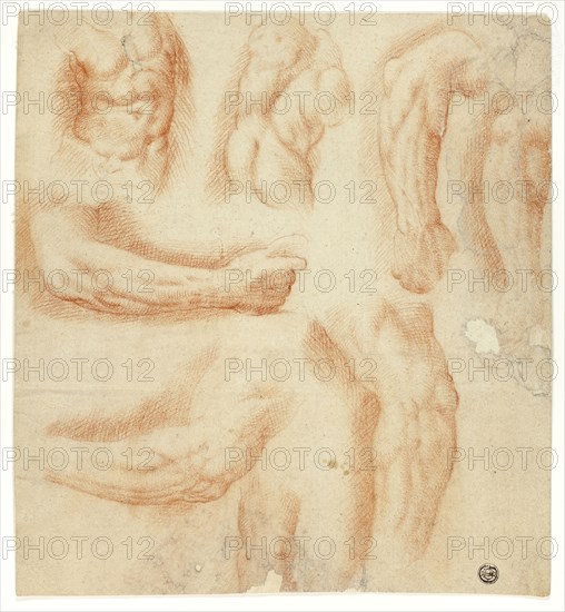 Sketches of Arms, Male Torso, and Back, n.d., Italian, Late 16th Century, Italy, Red chalk on cream laid paper, laid down on ivory laid paper, 285 × 261 mm