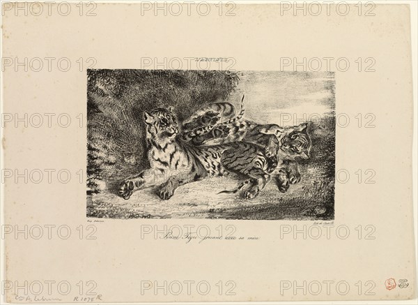 Young Tiger Playing with Its Mother, 1831, Eugène Delacroix (French, 1798-1863), printed by Castille (French, 19th century), France, Lithograph in black on buff wove paper, 112 × 187 mm (image), 225 × 310 mm (sheet)