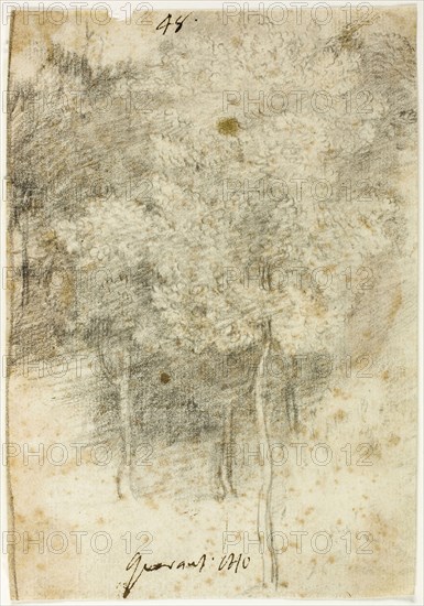 Grove of Trees, 1600/12, Federico Barocci, Italian, c. 1535-1612, Urbino, Black chalk, on ivory laid paper, 269 x 118 mm