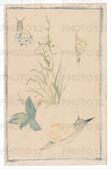 Sketches of Snails, Flowering Plant, 1864/68, Édouard Manet, French, 1832-1883, France, Watercolor over graphite pencil on cream laid paper, 198 × 126 mm