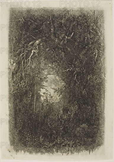 Clearing in the Forest, 1880, Rodolphe Bresdin, French, 1825-1885, France, Etching on cream laid paper, 230 × 150 mm (image), 242 × 171 mm (sheet)