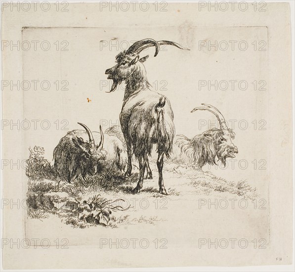 Two Goats with Large Horns, from Various Animals, 17th century, Nicolaes Berchem the Elder, Dutch, 1621/22-1683, Holland, Etching on paper, 100 x 110 mm (plate)