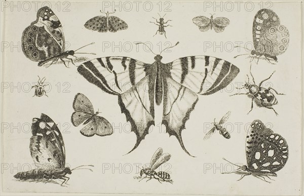 Swallow-Tailed Butterfly and Twelve Other Insects, after 1644, Wenceslaus Hollar, Czech, 1607-1677, Bohemia, Etching on ivory laid paper, 116 × 179 mm (sheet, trimmed within plate mark)