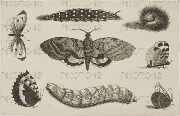 Three Caterpillars, a Moth, and Four Butterflies, after 1644, Wenceslaus Hollar, Czech, 1607-1677, Bohemia, Etching on ivory laid paper, 115 × 178 mm (sheet, trimmed within plate mark)