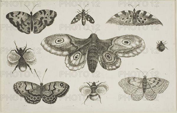 A Moth, Butterflies, and Bees, after 1644, Wenceslaus Hollar, Czech, 1607-1677, Bohemia, Etching on ivory laid paper, 116 × 181 mm (sheet, trimmed within plate mark)