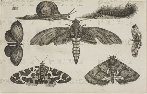 Six Insects, a Caterpillar, and a Snail, after 1644, Wenceslaus Hollar, Czech, 1607-1677, Bohemia, Etching on ivory laid paper, 116 × 182 mm (sheet, trimmed within plate mark)