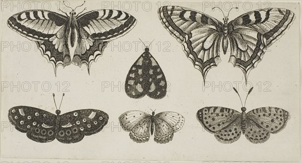 Five Butterflies and a Moth, after 1644, Wenceslaus Hollar, Czech, 1607-1677, Bohemia, Etching on ivory laid paper, 108 × 203 mm (sheet, cut within plate)