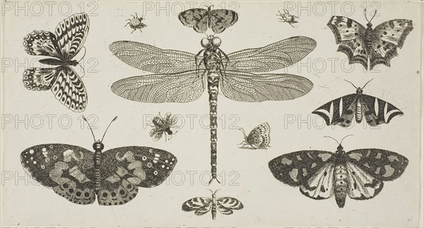 A Dragonfly, Ladybirds, and Butterflies, after 1646, Wenceslaus Hollar, Czech, 1607-1677, Bohemia, Etching on ivory laid paper, 111 × 206 mm (sheet, trimmed within plate mark)
