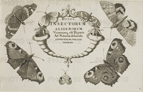Title Page from Diversae Insectorum, after 1644, Wenceslaus Hollar, Czech, 1607-1677, Bohemia, Etching on ivory laid paper, 116 × 181 mm (sheet, trimmed within plate mark)