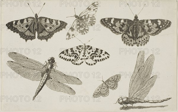 Two Dragonflies and Five Butterflies, after 1644, Wenceslaus Hollar, Czech, 1607-1677, Bohemia, Etching on ivory laid paper, 115 × 182 mm (sheet, trimmed within plate mark), Carpet (Kilim), 1842, Bessarabia, Bessarabia, Wool, cotton, and bast fiber, slit and dovetailed tapestry weave, 438.5 × 223.2 cm (172 5/8 × 87 7/8 in.)