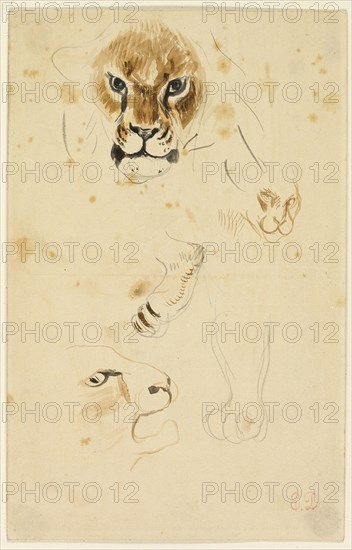 Heads and Paws of Lions, n.d., Eugène Delacroix, French, 1798-1863, France, Watercolor and graphite on tan wove paper, 192 × 123 mm