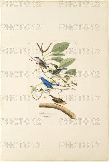 Male Indigo Bird, 1829, Robert Havell (English, 1793-1878), after John James Laforest Audobon (American, 1775-1851), England, Hand-colored engraving, with aquatint, on cream wove paper, 460 × 296 mm (image), 498 × 313 mm (plate), 970 × 650 mm (sheet)