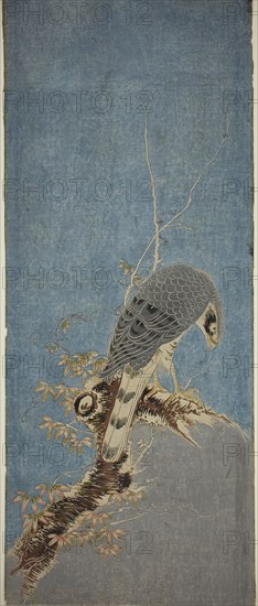 Falcon Perched on a Tree, c. 1785, Attributed to Isoda Koryusai, Japanese, 1735-1790, Japan, Hand-colored woodblock print, kakemono-e, shomen-ban, 28 3/4 x 11 1/2 in.