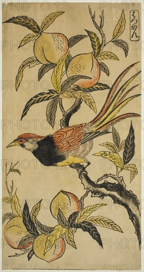 Silver Pheasant (Hakkan), c. 1730, Attributed to Nishimura Shigenaga, Japanese, 1697 (?)-1756, Japan, Hand-colored woodblock print, hosoban, urushi-e, 11 5/8 x 6 in.