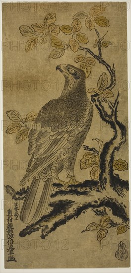 A Hawk on a Kiri Tree, c. 1720/25, Okumura Masanobu, Japanese, 1686-1764, Japan, Hand-colored woodblock print, hosoban, urushi-e, 31.2 x 14.7 cm (12 1/4 x 5 3/4 in.)