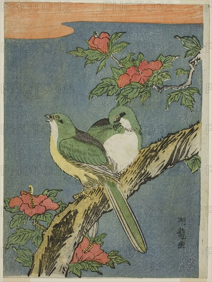 Two Birds on Hibiscus Tree, c. 1770, Isoda Koryusai, Japanese, 1735-1790, Japan, Color woodblock print, chuban, 9 x 6 3/4 in.