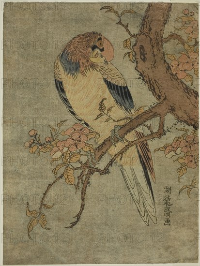 Parrot on Quince Tree, c. 1770, Isoda Koryusai, Japanese, 1735-1790, Japan, Color woodblock print, chuban, 9 5/8 x 7 1/8 in.