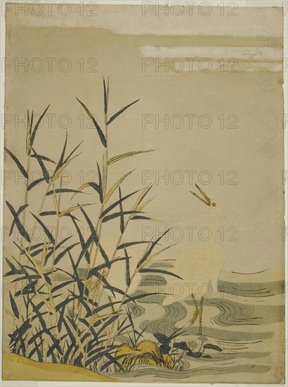 Egrets in the Reeds, c. 1774, Attributed to Isoda Koryusai, Japanese, 1735-1790, Japan, Color woodblock print, chuban, 11 1/4 x 8 1/4 in.