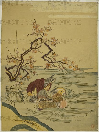 Mandarin Ducks Swimming under Plum Branch, c. 1764/75, Attributed to Isoda Koryusai, Japanese, 1735-1790, Japan, Color woodblock print, chuban, 11 1/4 x 8 1/4 in.