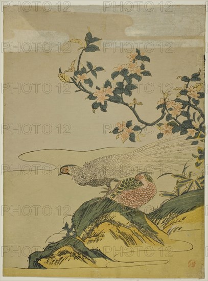Pheasants under Branch of Peach Blossoms, c. 1764/75, Attributed to Isoda Koryusai, Japanese, 1735-1790, Japan, Color woodblock print, chuban, 11 1/4 x 8 1/4 in.