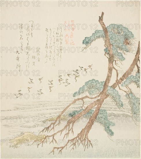 Pine Trees, from the series Tosa Diary for the Shofudai, Hisakataya, and Bunbunsha (Shofudai Hisakataya Bunbunsha Tosa nikki), early 19th century, Kubo Shunman, Japanese, 1757–1820, Japan, Color woodblock print, shikishiban, surimono, 20.7 x 18.4 cm