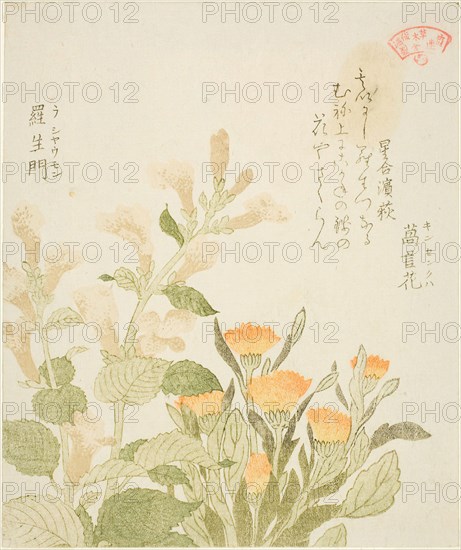 Marigold (Kinsenka) and Rashomon Flowers, from the series Collection of Plants for the Kasumi Poetry Circle (Kasumi-ren somoku awase), 1810s, Kubo Shunman, Japanese, 1757–1820, Japan, Color woodblock print, shikishiban, surimono, 19.2 x 16.1 cm