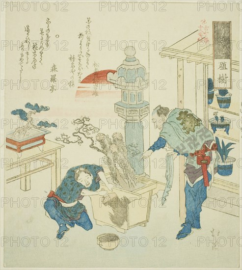 Potted Plant (Ueki), from the series Eighteen Illustrations of the Ladder of Ancient Words (Kogentei juhachiban tsuzuki), 1831, Totoya Hokkei, Japanese, 1780–1850, Japan, Color woodblock print, shikishiban, surimono, 20.5 x 18.3 cm