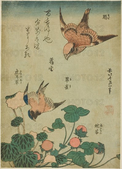 Bull-headed Shrike and Bluebird with Saxifrage and Wild Strawberry (Mozu, ruri, yukinoshita, hebi-ichigo), from an untitled series of flowers and birds, c. 1834, Katsushika Hokusai ?? ??, Japanese, 1760-1849, Japan, Color woodblock print, chuban, 10 x 7 in.