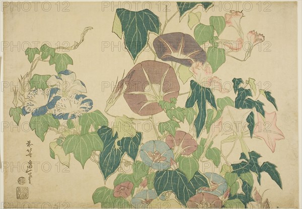 Morning Glories and Tree-frog, from an untitled series of Large Flowers, c. 1833/34, Katsushika Hokusai ?? ??, Japanese, 1760-1849, Japan, Color woodblock print, oban, 26.4 x 37.2 cm (10 7/16 x 14 5/8 in.)