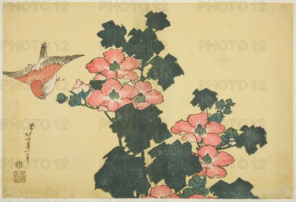 Cotton Roses and Sparrow, from an untitled series of Large Flowers, c. 1833/34, Katsushika Hokusai ?? ??, Japanese, 1760-1849, Japan, Color woodblock print, oban, 25.1 x 37.1 cm (9 7/8 x 14 5/8 in.)