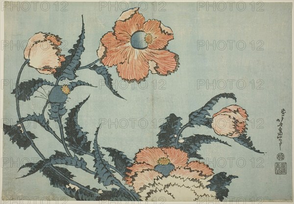 Poppies, from an untitled series of flowers, c. 1832, Katsushika Hokusai ?? ??, Japanese, 1760-1849, Japan, Color woodblock print, oban, 25.4 x 36.5 cm (10 x 14 3/8 in.)