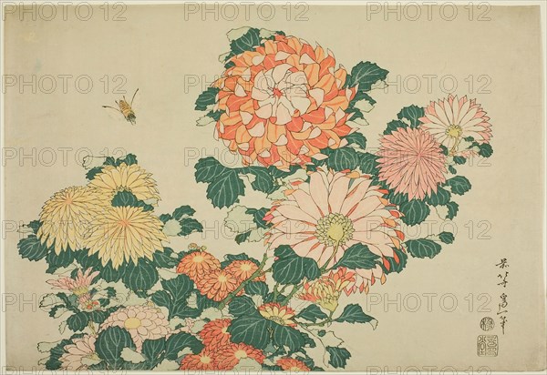 Chrysanthemums and Bee, from an untitled series of Large Flowers, c. 1831–33, Katsushika Hokusai ?? ??, Japanese, 1760-1849, Japan, Color woodblock print, oban, 26.5 x 38.8 cm (10 7/16 x 14 15/16 in.)