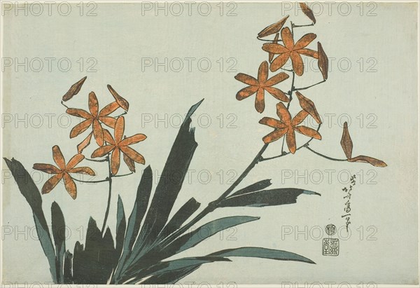 Orange Orchids, from an untitled series of flowers, c. 1832, Katsushika Hokusai ?? ??, Japanese, 1760-1849, Publisher: Hibino Yohachi, Japanese, unknown, Japan, Color woodblock print, oban, 25.5 x 37.7 cm (10 x 14 1/2 in.)