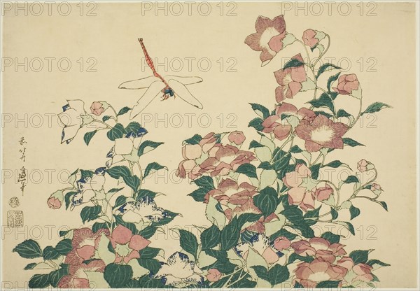 Bell-Flower and Dragonfly, from an untitled series of large flowers, c. 1833/34, Katsushika Hokusai ?? ??, Japanese, 1760-1849, Publisher: Hibino Yohachi, Japanese, unknown, Japan, Color woodblock print, oban, 26.0 x 37.5 cm (10 1/4 x 14 3/4 in.)