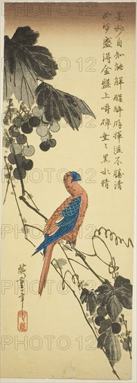 Parrot on a Grapevine, mid–1830s, Utagawa Hiroshige ?? ??, Japanese, 1797-1858, Japan, Color woodblock print, chu-tanzaku, 14 3/8 x 5 1/16 in.